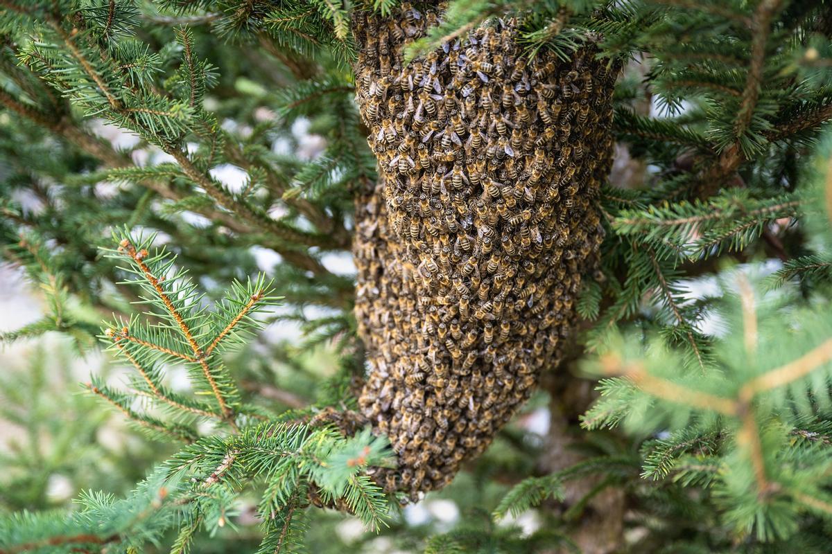 Essaim d'abeilles.