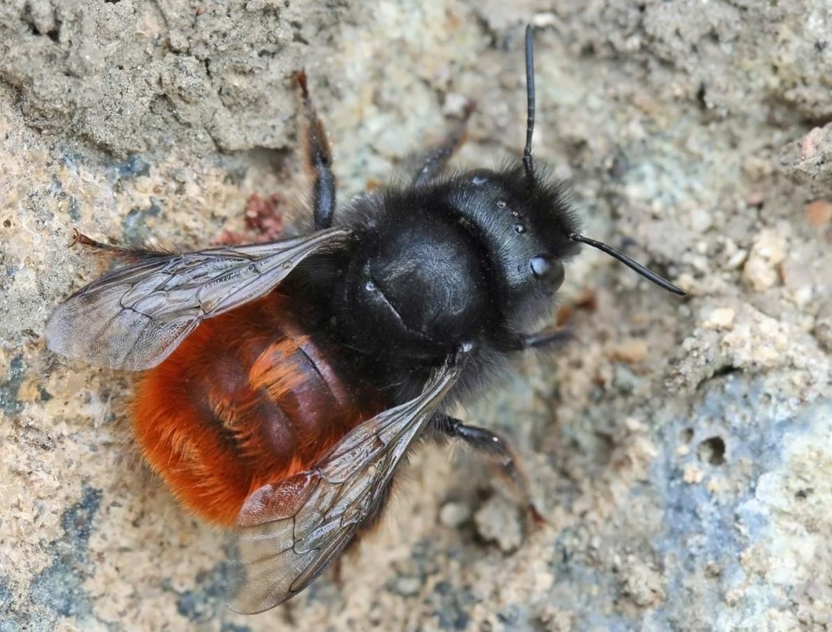 Spécimen d'Osmia cornuta.