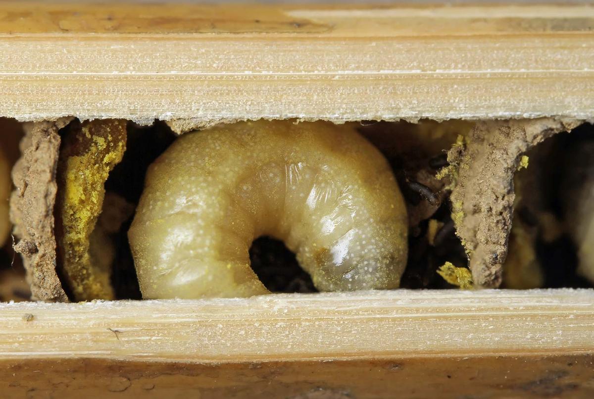 Larve d'Osmia cornuta.