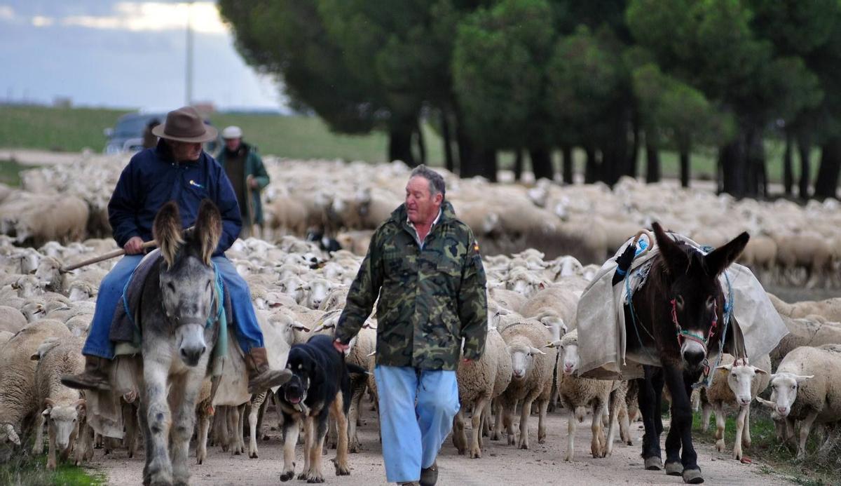 Bergers transhumants