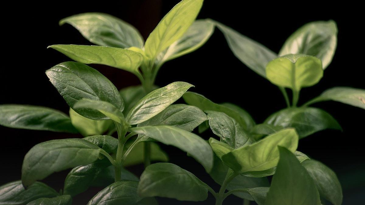 ¿Existe una inteligencia vegetal?