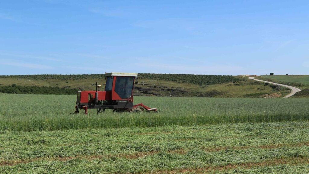 Un tractor cosecha en una parcela cultivada de la provincia