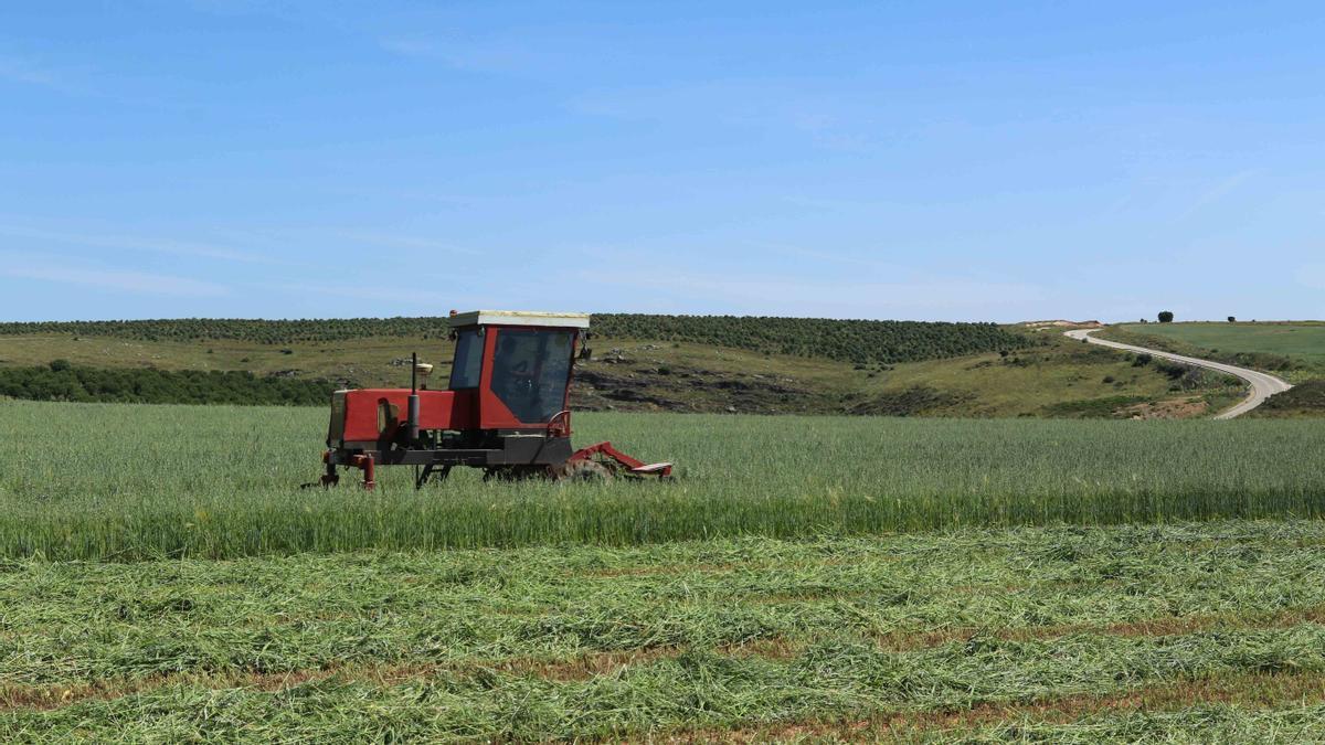 Un tractor cosecha en una parcela cultivada de la provincia