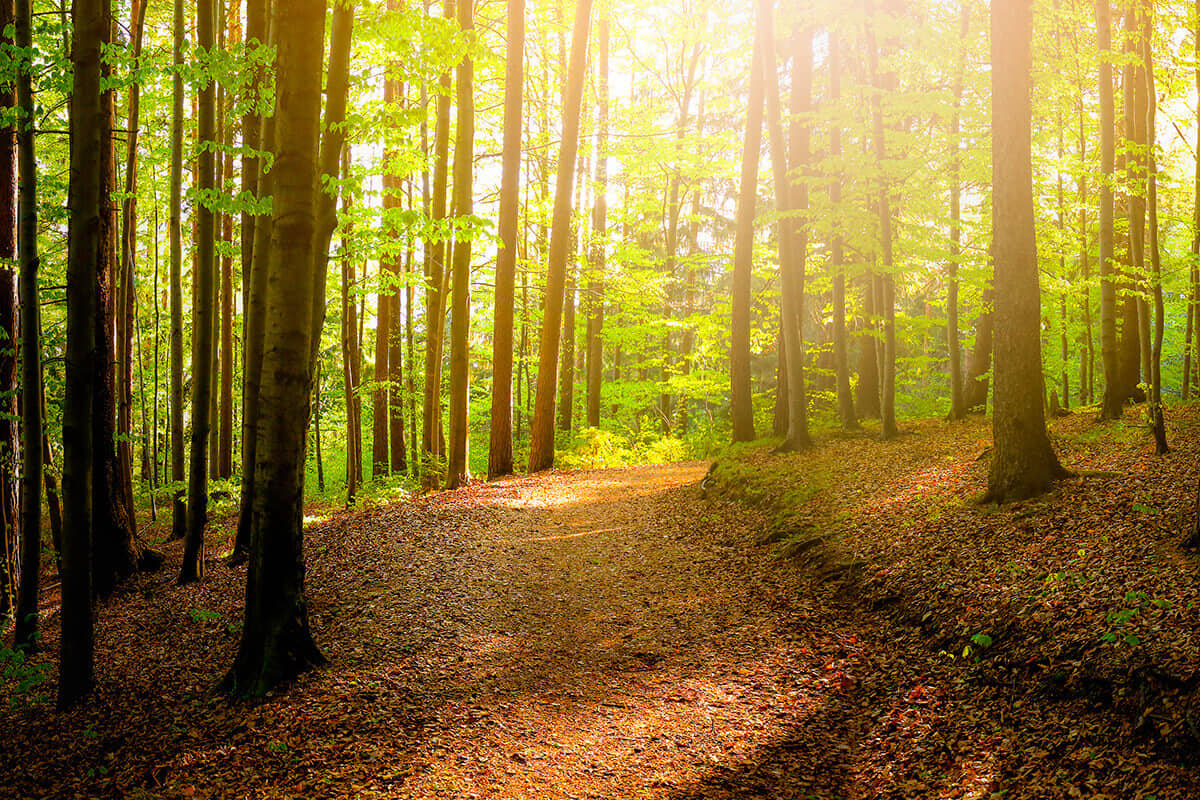 Photo : Shutterstock
