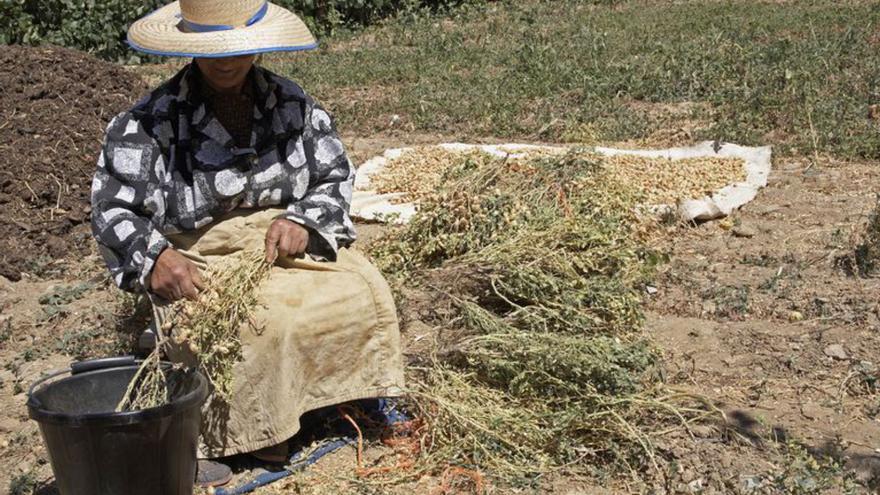 Mujer separando manualmente los garbanzos.2. Majando garbanzos con mayadera en San Juan del Rebollar.3. Transportando un feije de garbanzos.4. Garbanzos de Fuentesaúco.Fotos: Mariano Cano Gordo