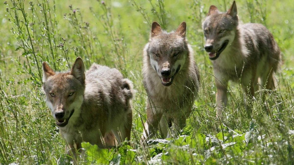 Tres ejemplares de lobo.