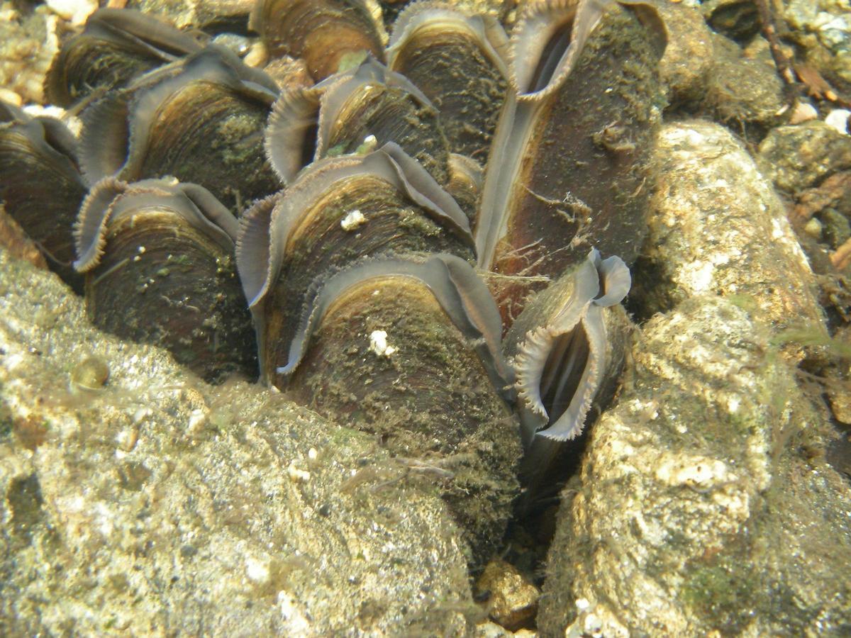Palourdes d'eau douce.
