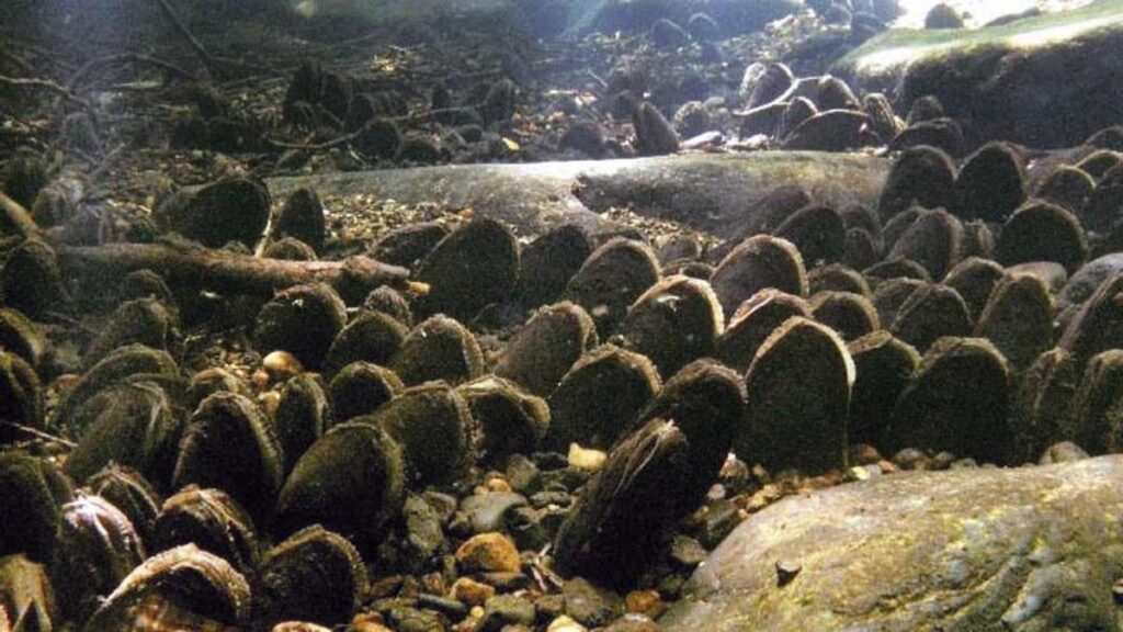 Ejemplares de mejillón de río.