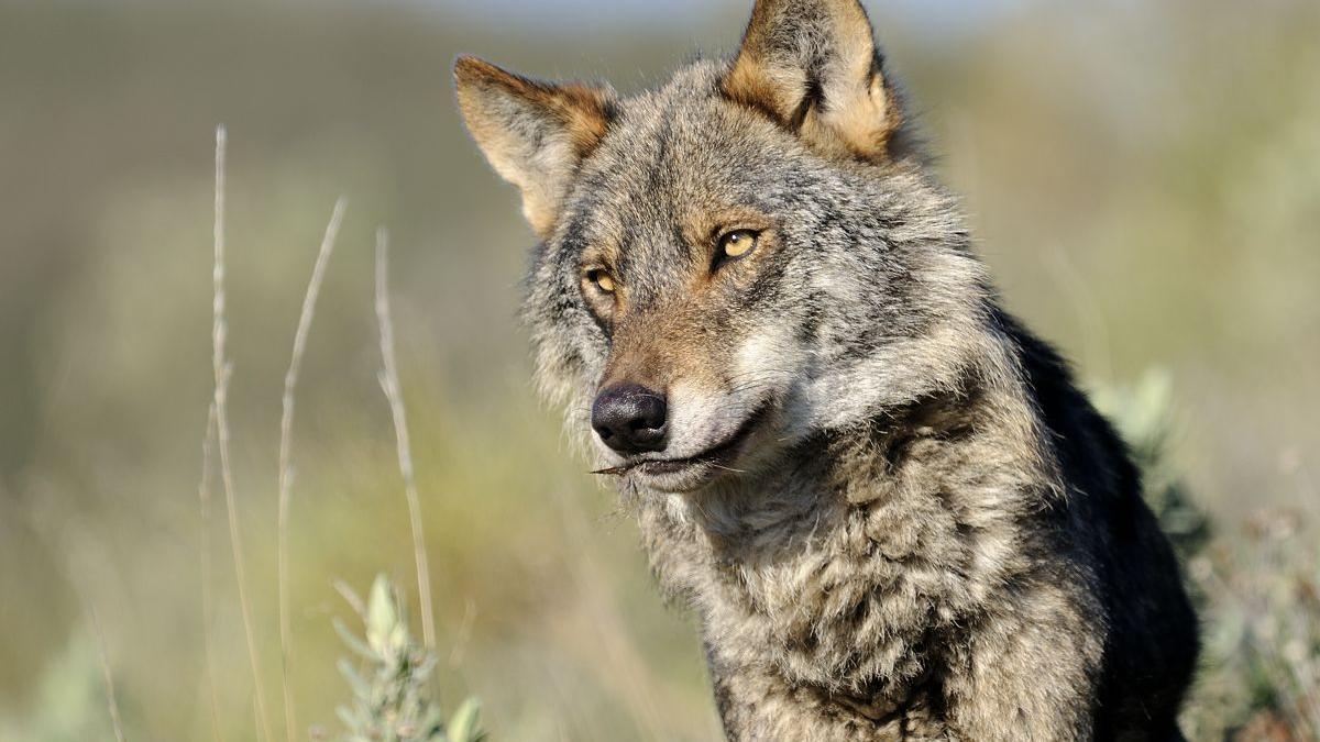 Una sentencia europea consolida la protección del lobo