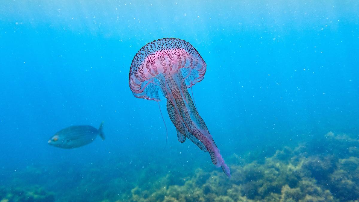 Medusas: estas son las más frecuentes y las más peligrosas