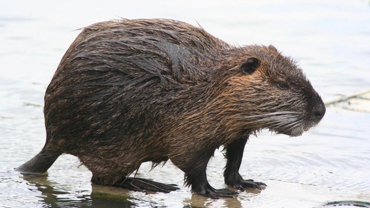 Myocastor coypus.