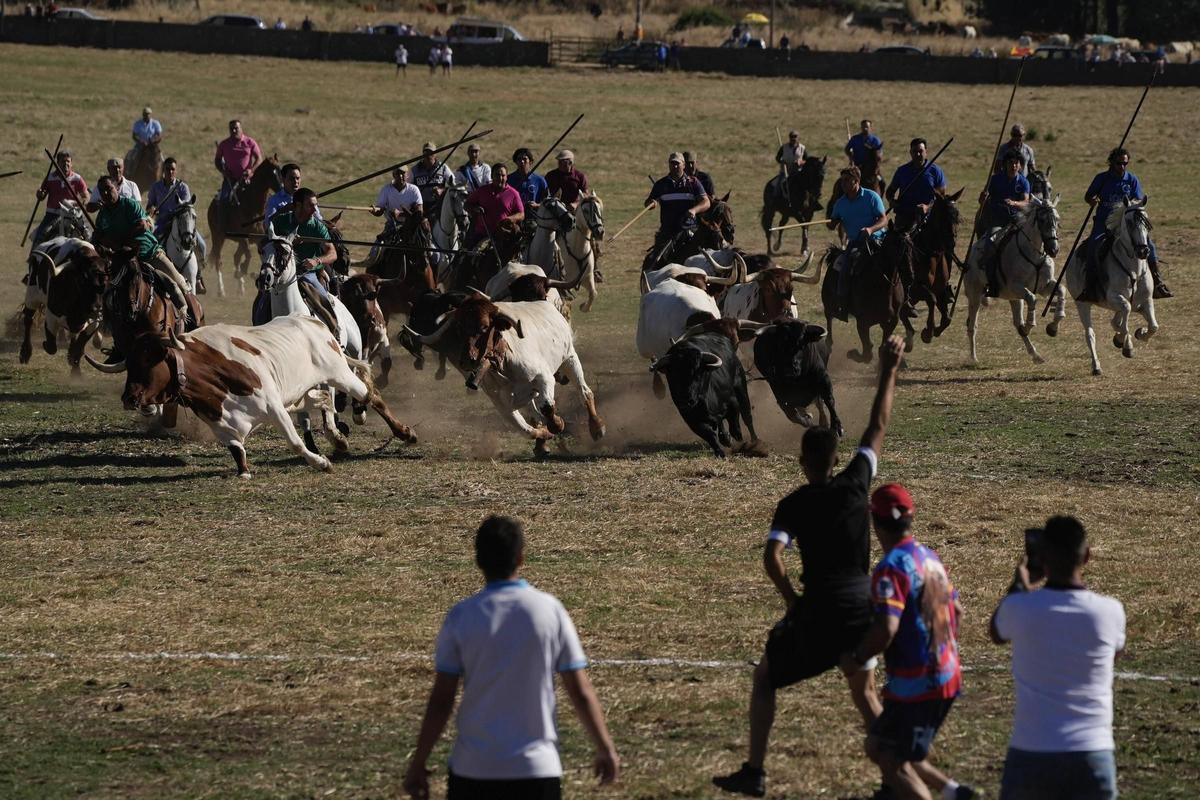 Les espantes de Fuentesaúco à Zamora vivent leur premier jour avec les taureaux du ranch Montebayón