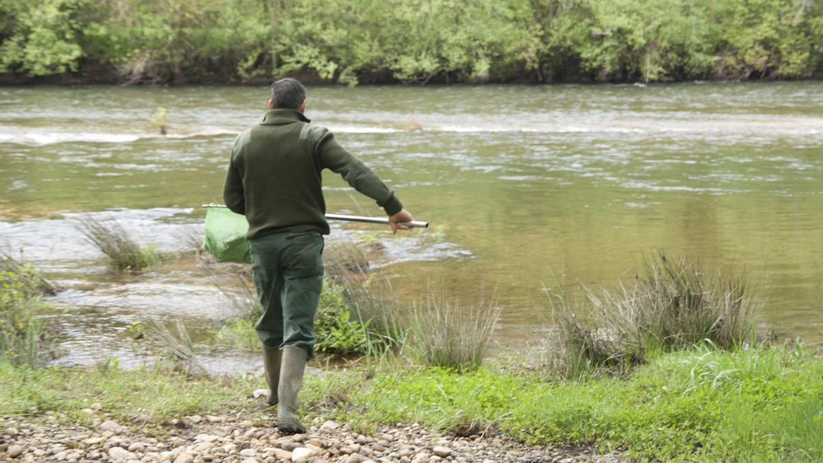 Un guarda suelta truchas en el río Tera.