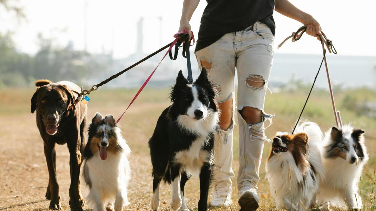 Zamora tendrá dos nuevos parques de entrenamiento de perros