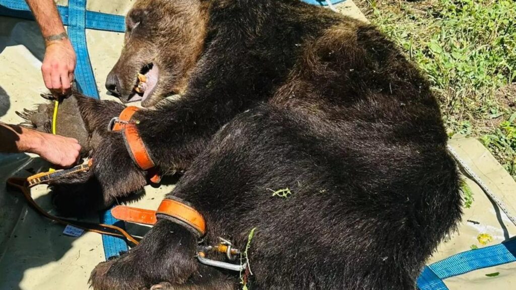 Un momento del rescate del oso pardo.