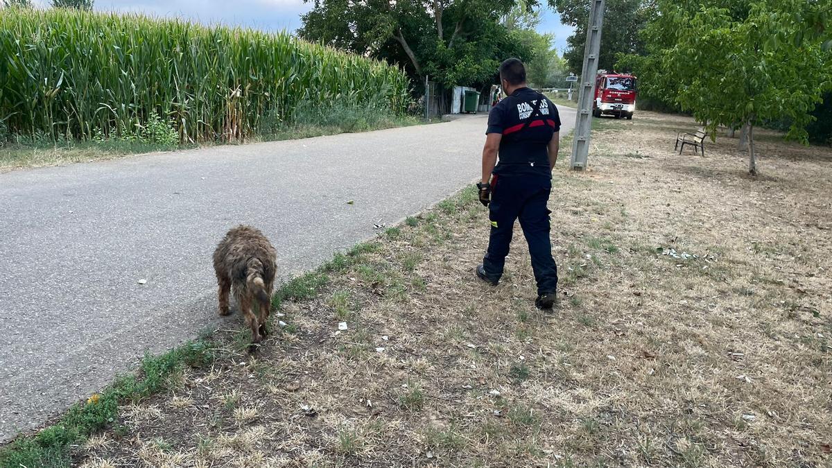 Un bombero con el perro rescatado.