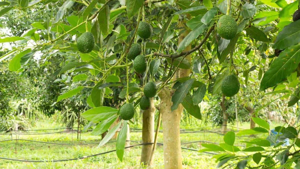 El aguacate es un gran consumidor de agua