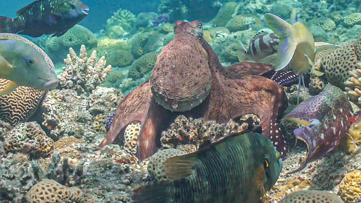Uno de los pulpos de la investigación, junto a varios peces
