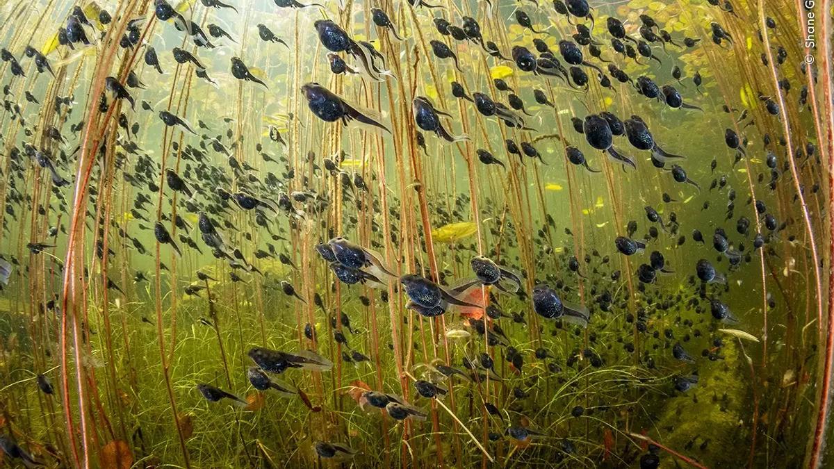 Un enorme grupo de renacuajos nadando bajo nenúfares, premio principal