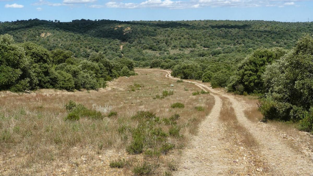 La superficie forestal de Castilla y León está aumentando notablemente