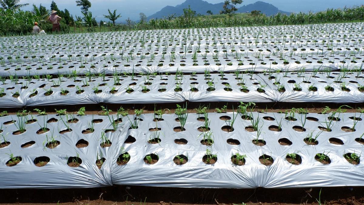 Campo de cultivo con plástico