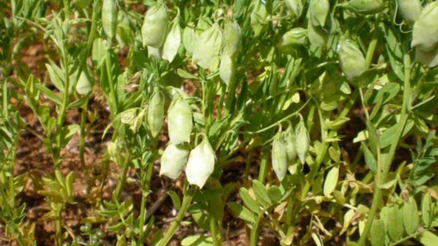 Vainas de lentejas en la zona del Bajo Duero.