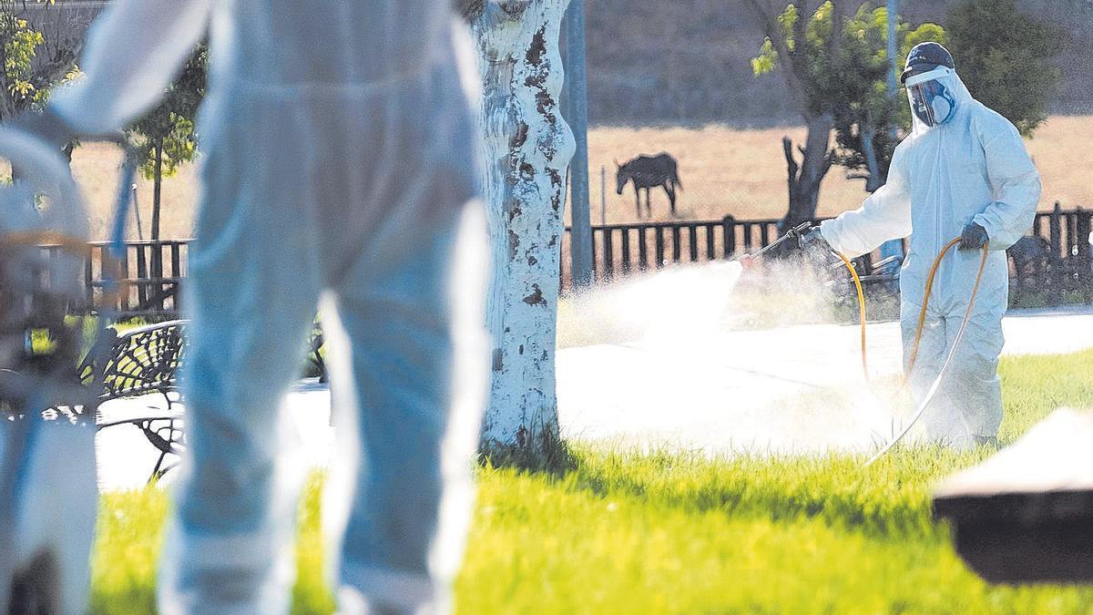Fumigaciones en Coria del Río (Sevilla).