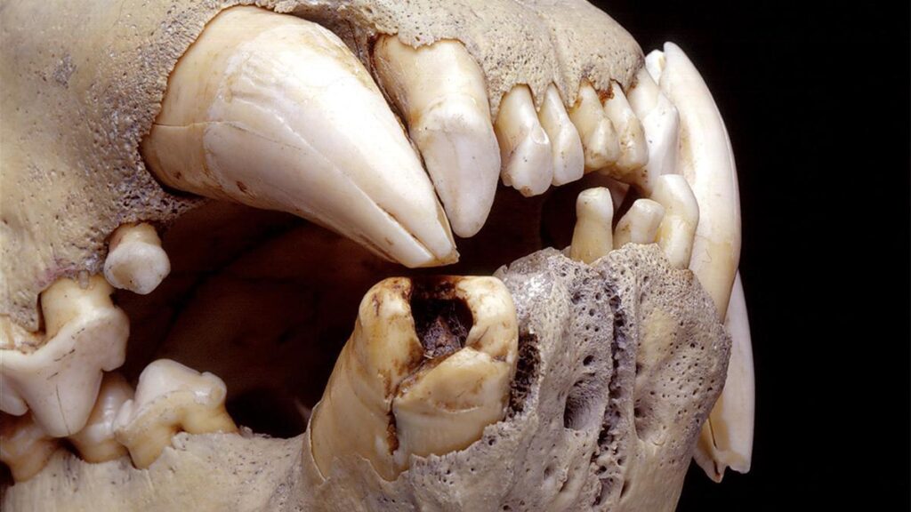 Una dieta 'rica' en humanos: lo que ha revelado la dentadura de los leones del pasado.