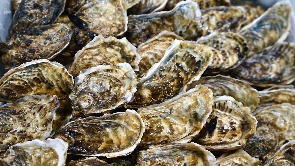 Las ostras servirán para mejorar la calidad del agua en el Mar Menor