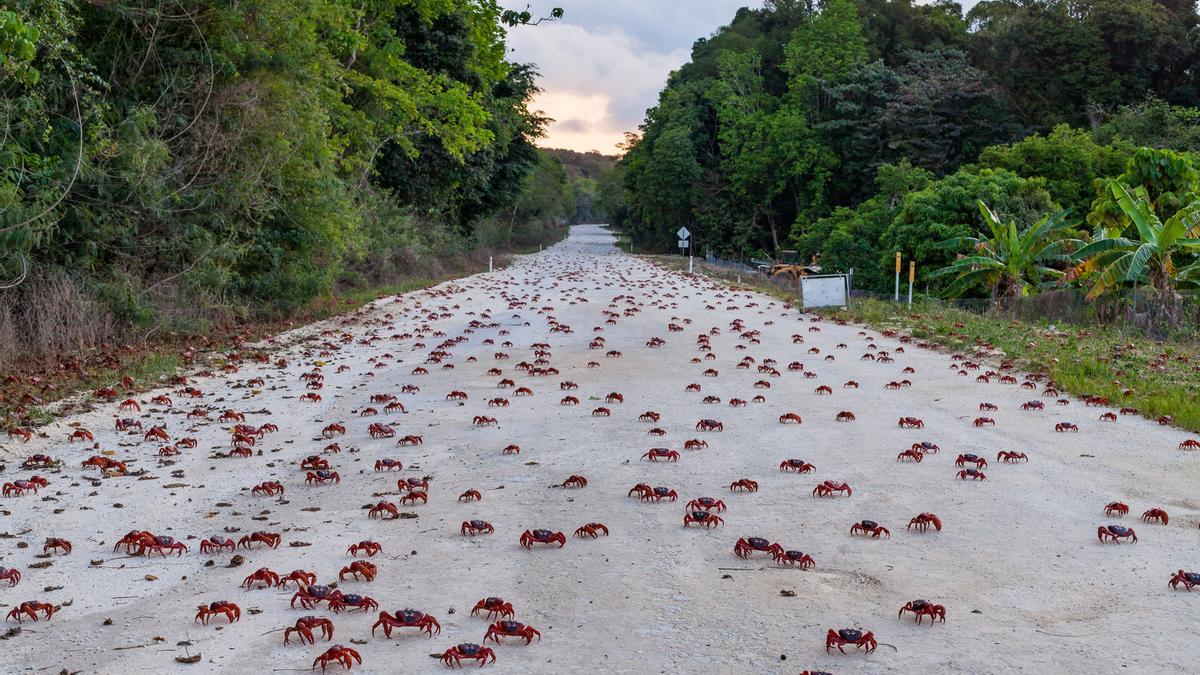 Carretera llena de cangrejos rojos en la isla de Navidad