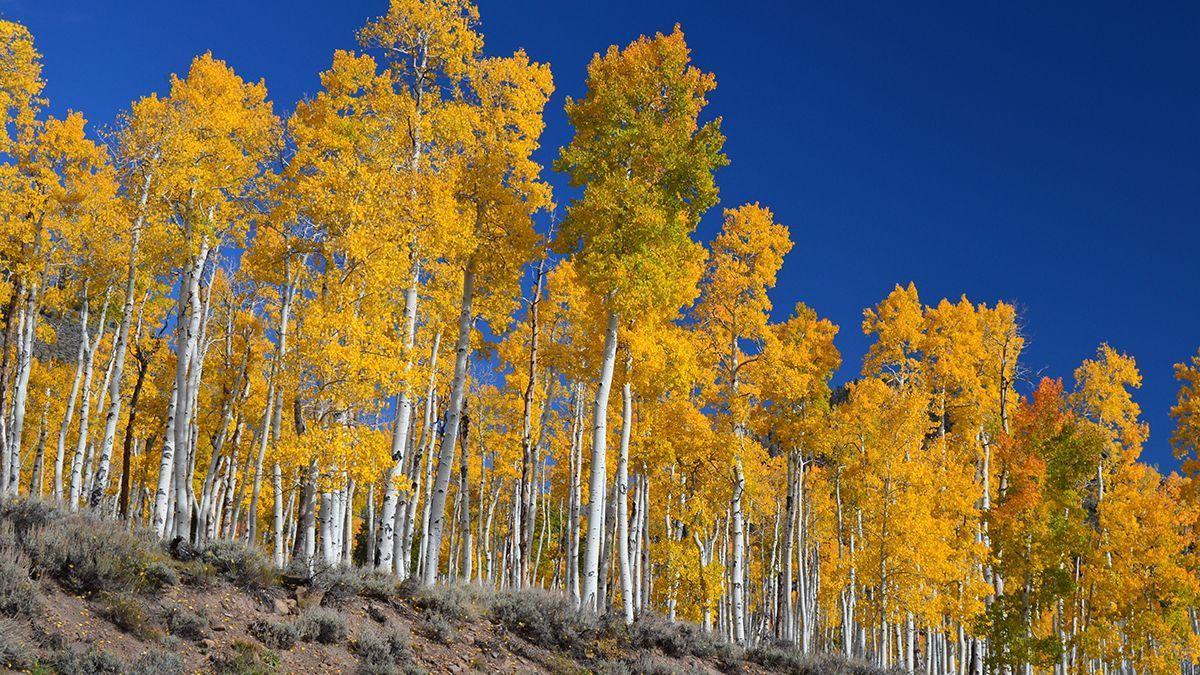 Populus tremuloides (Pando) en otoño.