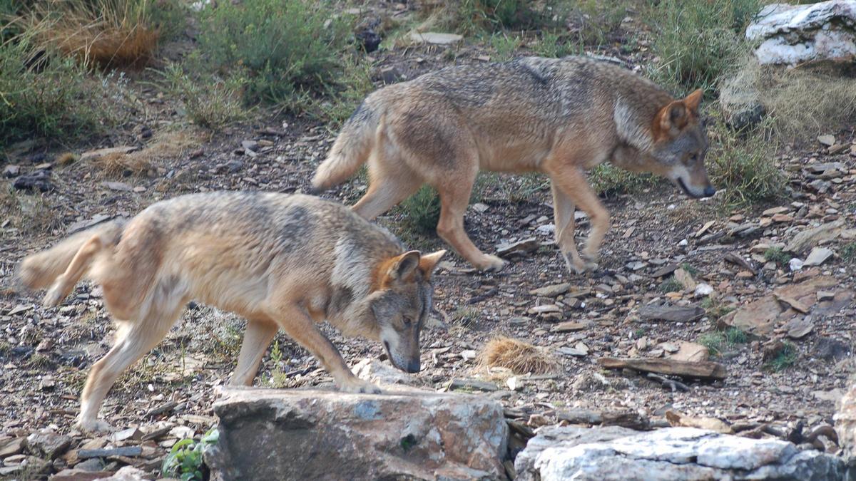 Lobos en cautividad en el Centro del Lobo de Sanabria