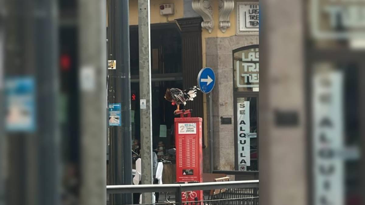 Zamora tiene nueva mascota: un gallo anda suelto por la ciudad