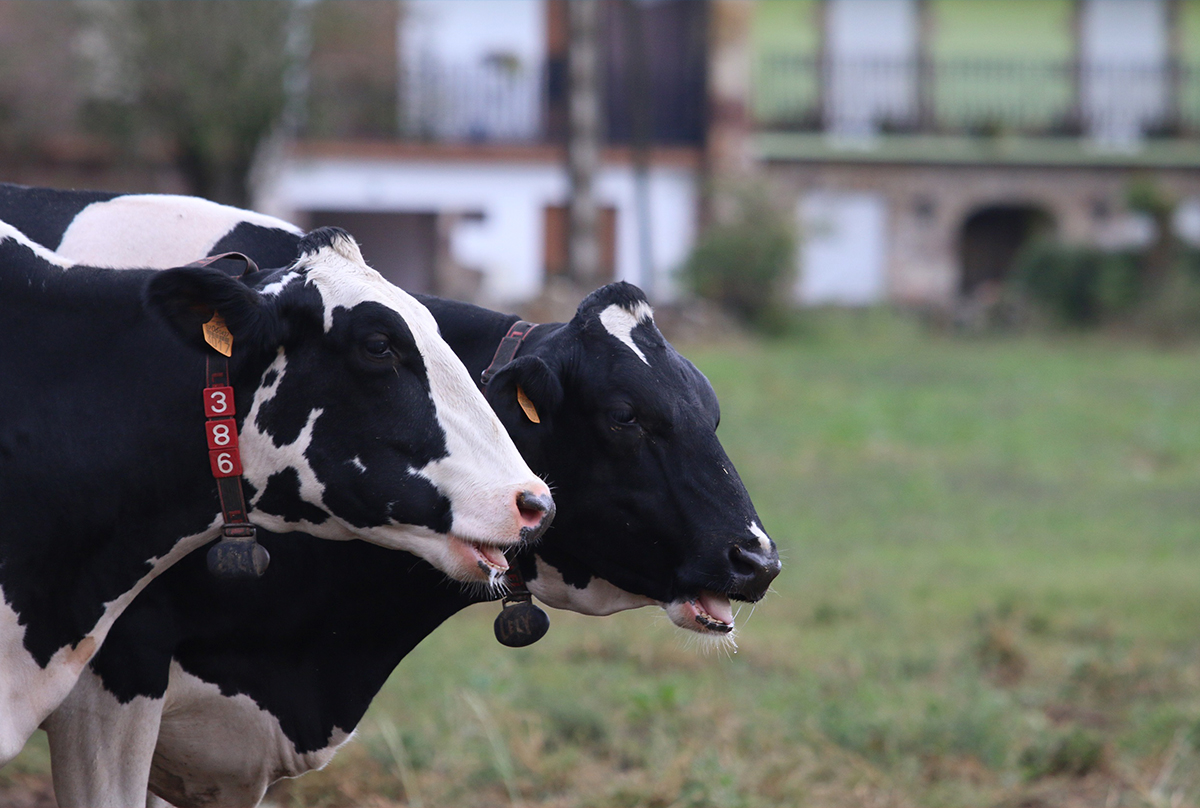Chaque vache produit en moyenne environ 200 grammes de méthane par jour, soit l'équivalent de 5 kilos de dioxyde de carbone - Photo : Nestlé