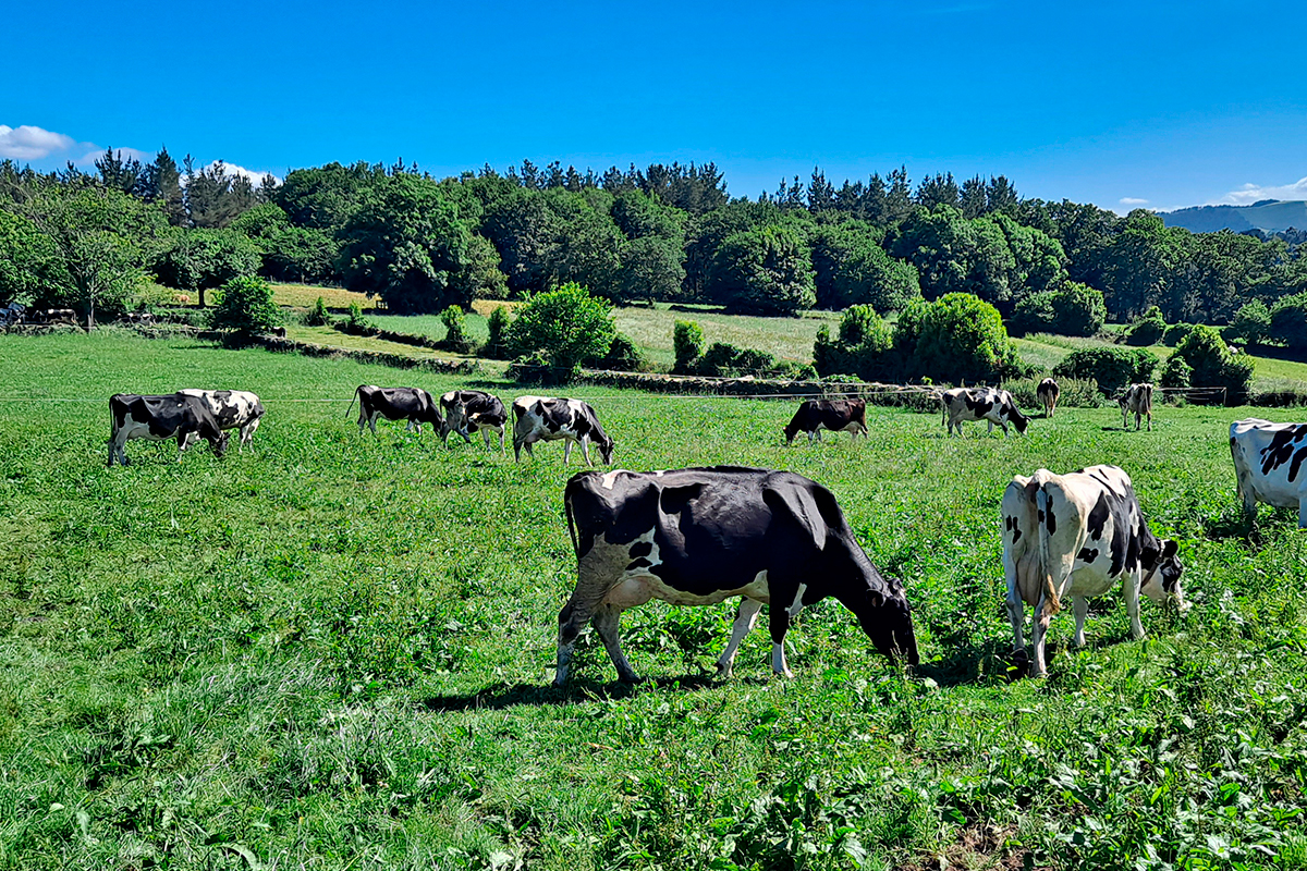 Le soin personnalisé des terres, tant pastorales que agricoles, permet d'améliorer la qualité de l'alimentation du bétail, son bien-être et sa production - Photo : Nestlé