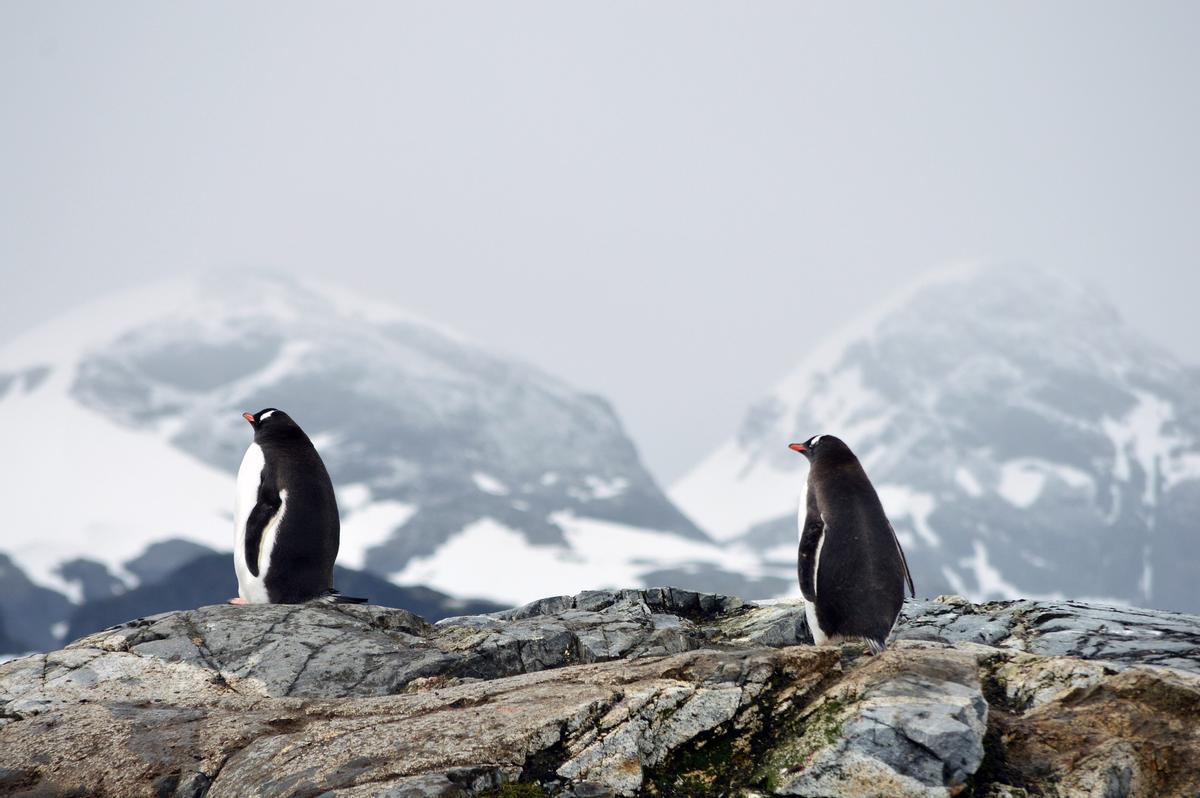 Les pingouins vivent en Antarctique, pas dans l'Arctique