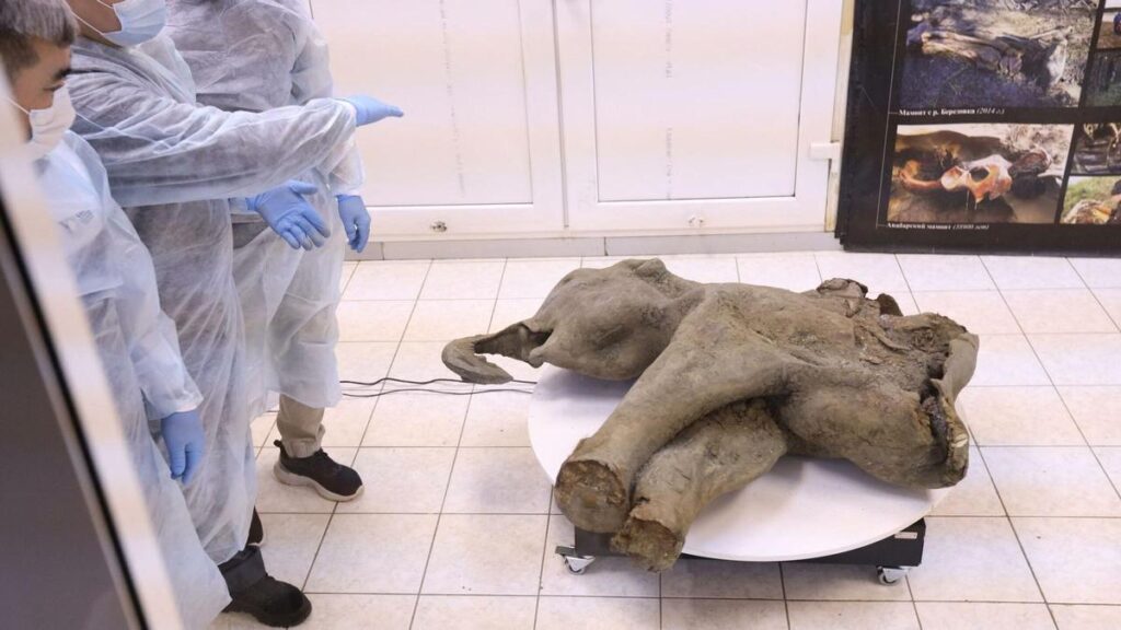 Esta es 'Yana', la cría de mamut descubierta en Rusia