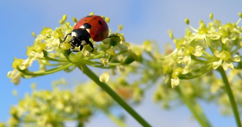 découvrez le rôle clé des insectes