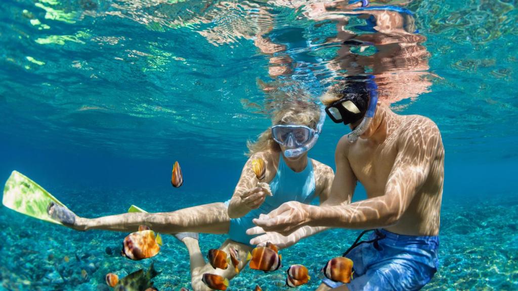 Vue sous-marine d'un corail en Australie.