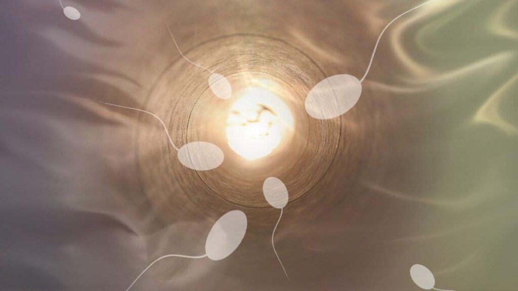 Los espermatozoides podrían transmitir cambios epigenéticos de una generación a otra.