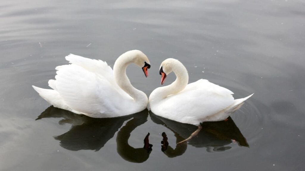 Pareja de cisnes.