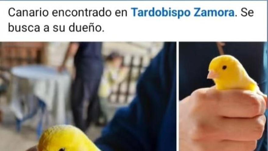 Canario encontrado en Tardobispo