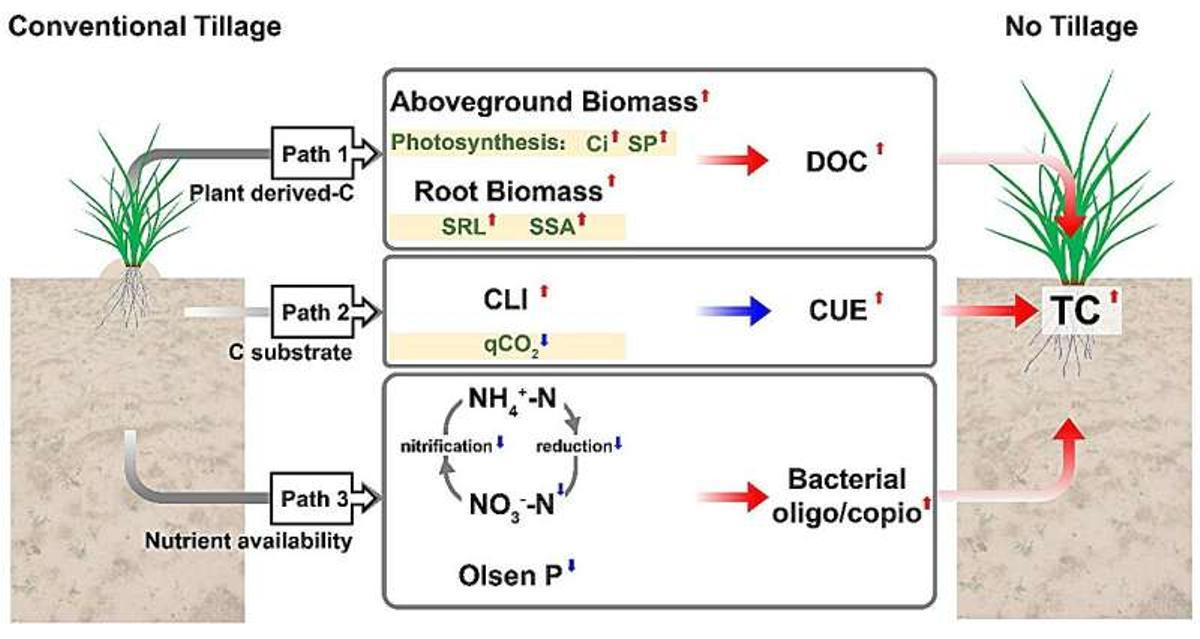 Mécanismes pour augmenter le carbone total du sol dans les conditions de plantation directes dans les sols sablonneux.