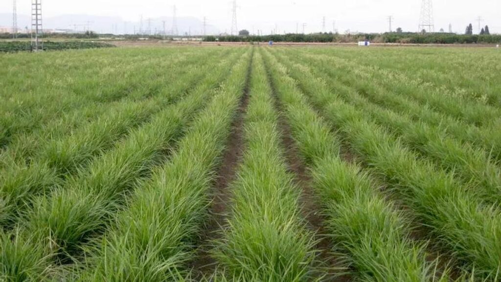 Cultivo de chufa en la comarca valenciana de L´Horta Nord.