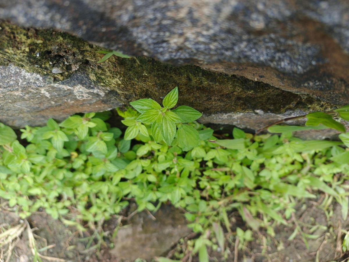 Végétation de Rupícola, vitale pour l'équilibre écologique des parois rocheuses