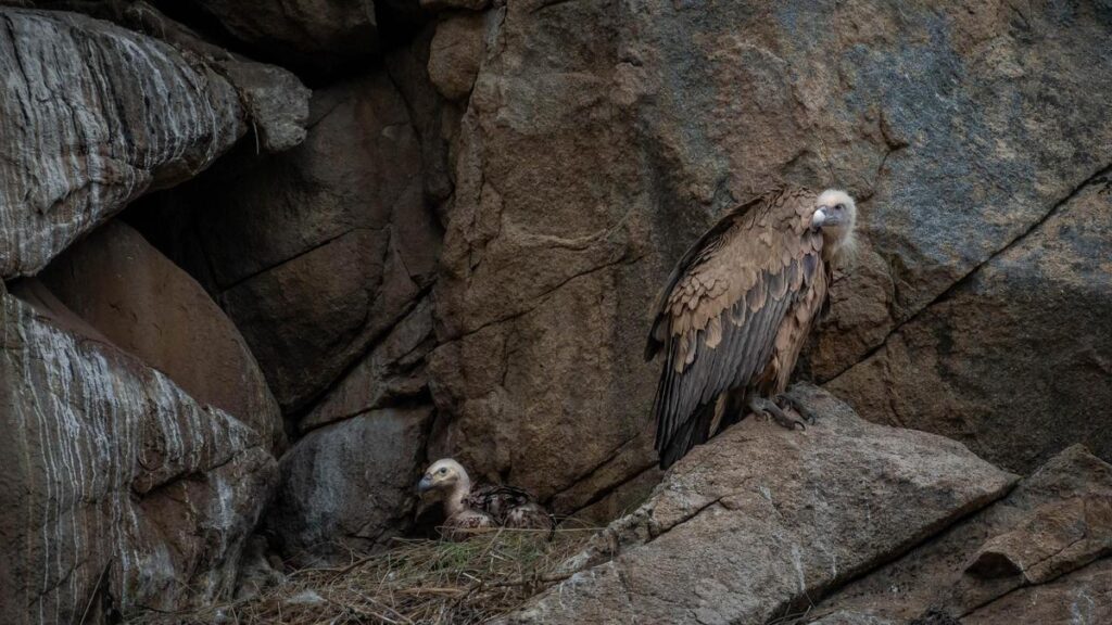 El buitre leonado y su nido en la roca, un espacio que requiere respeto y tranquilidad