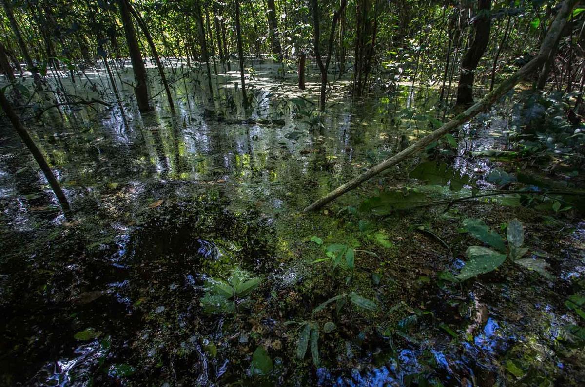 Image d'une tourbière en Amazonie péruvienne