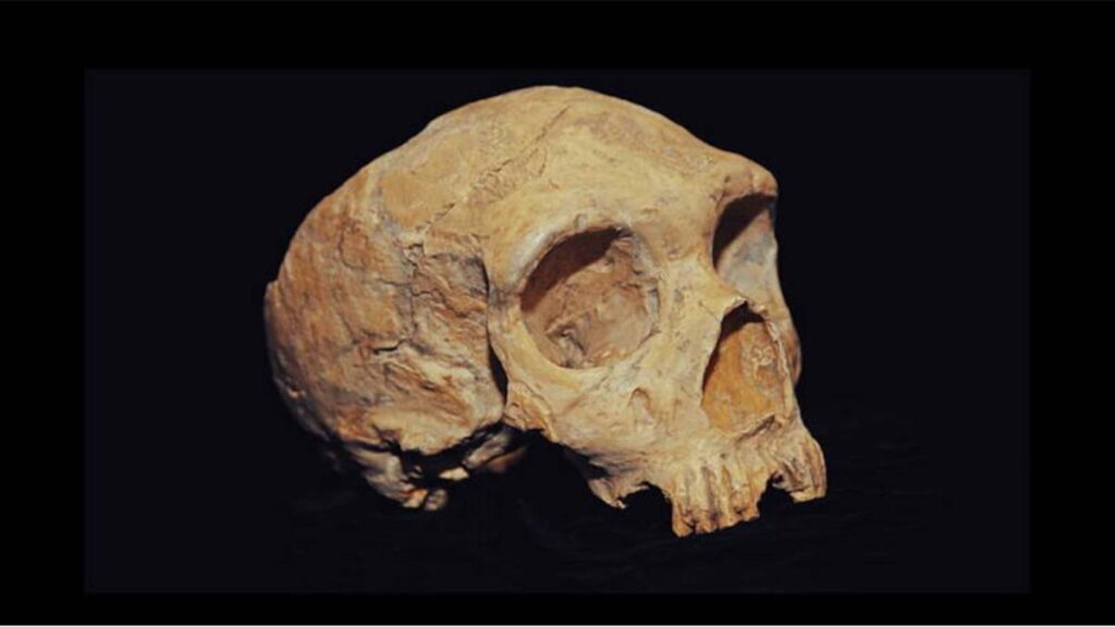 Un cráneo neandertal descubierto en 1848 en la cantera de Forbes,