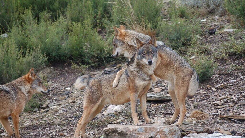Lobos en el Centro del de Robledo de Sanabria