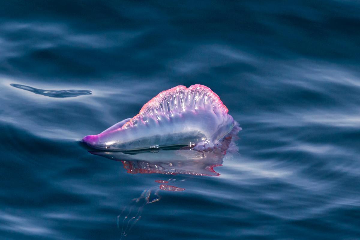 La caravel portugais peut causer des personnes ayant une faible santé à mort